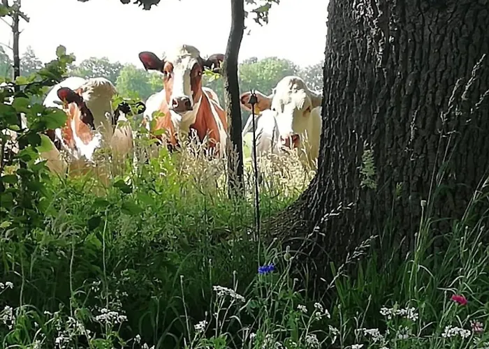 Feriehus Erve Moeskert *